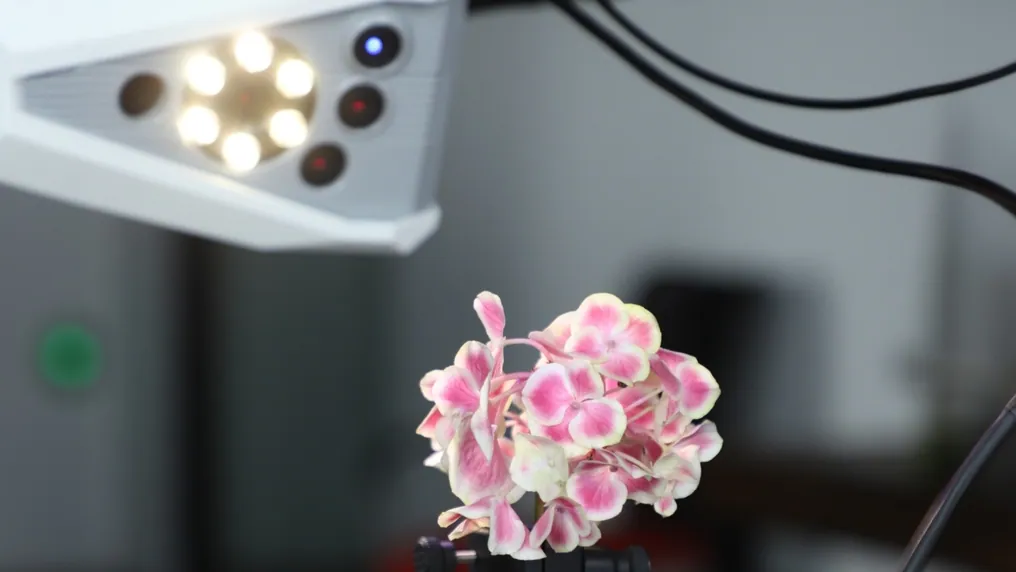 A hydrangea bloom under the scanner head during capture for the Endless Summer collection